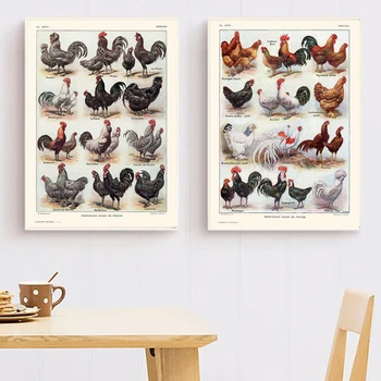 Francia Tyúkok Kakast Fajták Nyomtatás Baromfi Csirke Vintage Poszter Konyhában a Falon Művészeti Vászon Festmény Képek Haza Szoba Dekoráció